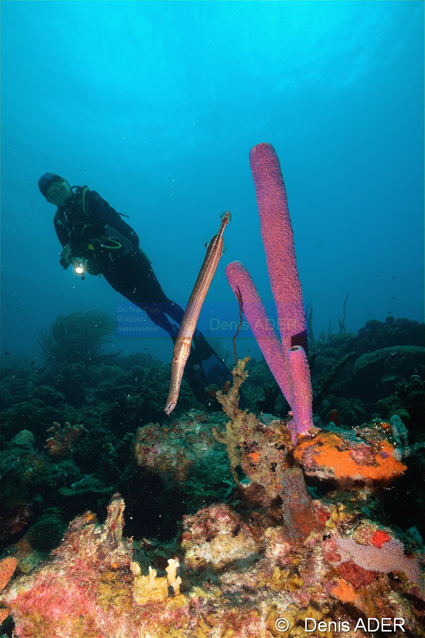 Aplysina-archeri-Aulostomus maculatus Poisson trompette ambiance Bonaire Tolo-25m-20180223-Denis-ADER-DSC_7682_tn.jpg